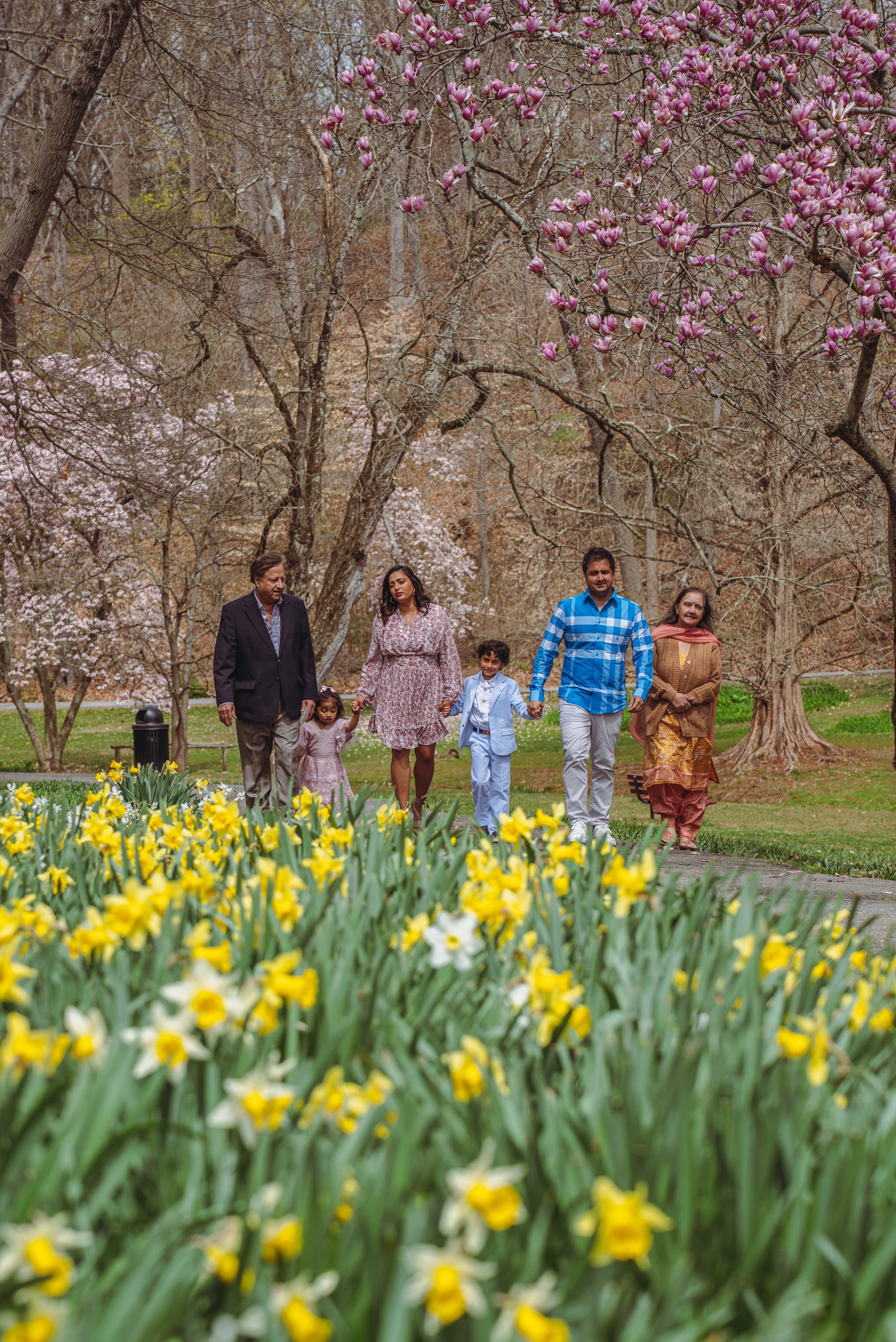 Extended family walking a path with daffodils in foreground and pink magnolias overhead