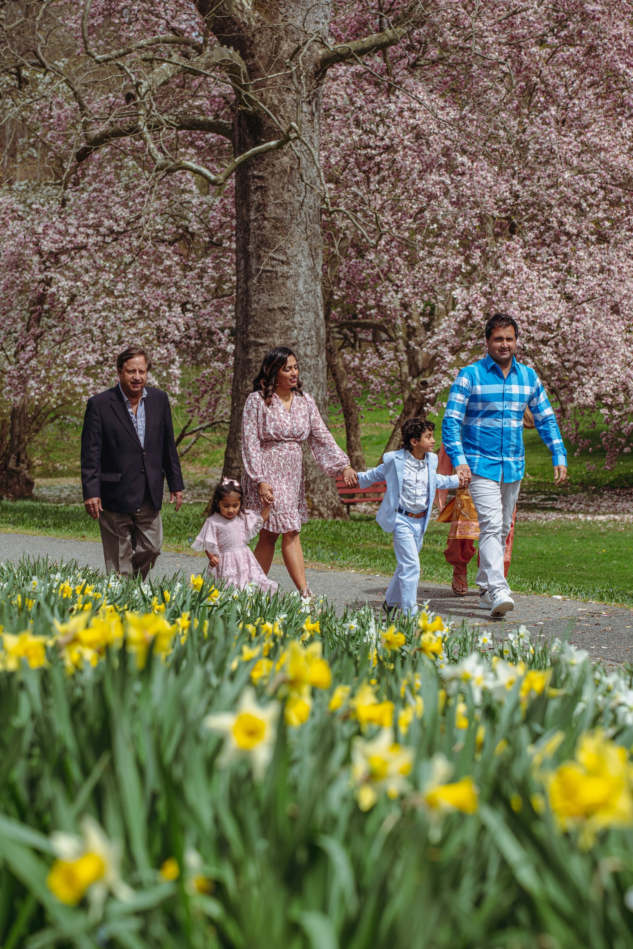 Family of four walking together under blooming magnolia trees in spring