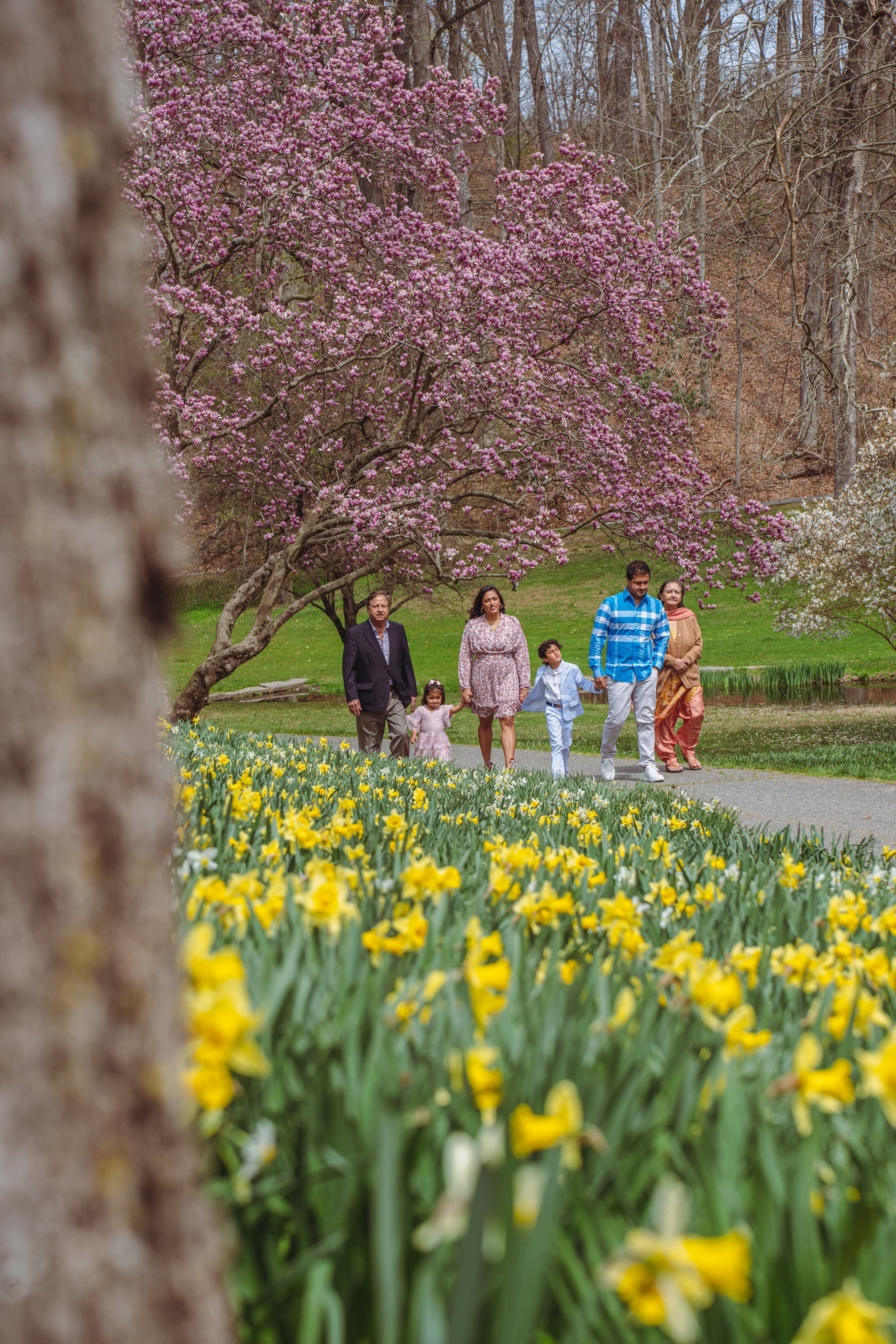 The whole family strolls together through a field of yellow daffodils beneath a blooming pink magnolia tree in early spring